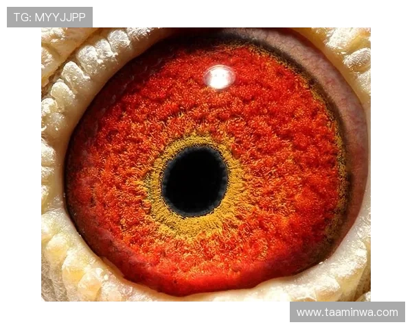 稳定的AG电游登录线路提升玩家体验,确保游戏过程顺畅无阻 稳定的AG电游登录线路提升玩家体验,确保游戏过程顺畅无阻